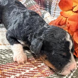 Girl 5 - female Bernedoodle puppy in Grandview, Texas from Big Sky Bernedoodles