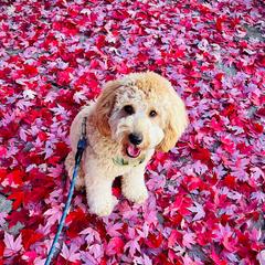 Double Doodles from Lionheart Doodles