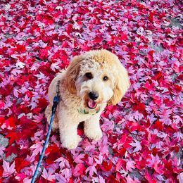 Double Doodles from Lionheart Doodles