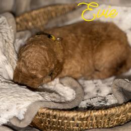 Evie - Apricot female Poodle puppy in Brooksville, Florida from Ariella Standard Poodles & Chinese Cresteds