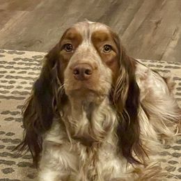 Summit - English Springer Spaniel