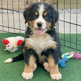 AKC Lt Blue collar - Black rust and white female Bernese Mountain Dog puppy in Comer, Georgia from Water Oak Farm