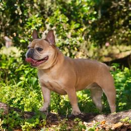 French Bulldog Puppies from Tampa Bay Frenchies LLC