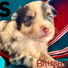 BRUSHY CREEKS GUS - Blue merle male Toy Australian Shepherd puppy in Red Oak, Texas from Brushy Creek Aussies & Mini Aussies
