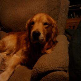 Golden Retriever All Grown Up from Gower Goldens