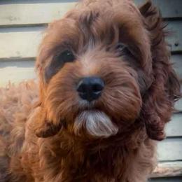 Mr Orange - Red male Cavapoo puppy in Maple Grove, Minnesota from Honey Bit Kennels