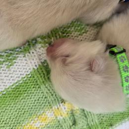 Green collar boy - White male Samoyed puppy in Broomfield, Colorado from Klondike Snow Samoyeds