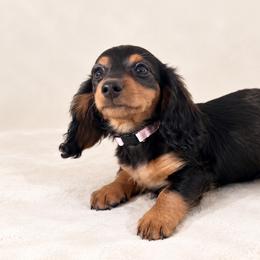 Pricilla - Black and tan female Dachshund puppy in Boston, Massachusetts from London’s puppies