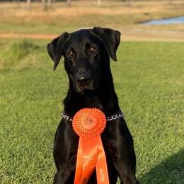 Chihuahuas and Labrador Retrievers from West Texas Labradors