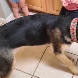 German Shepherds from Laura's German Shepherds