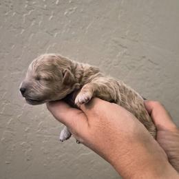 Blaze - Cream male Poodle puppy in Chandler, Arizona from Fabi Poodle