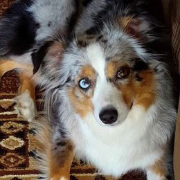 Jade - Miniature Australian Shepherd