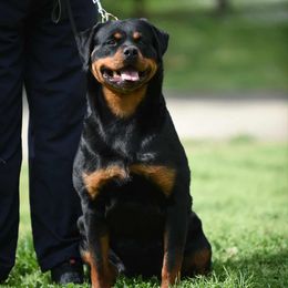 Vanja - Rottweiler