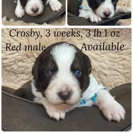 Crosby - Red tri-color male Australian Shepherd puppy in Marshall, Virginia from Greywood Farm Aussies