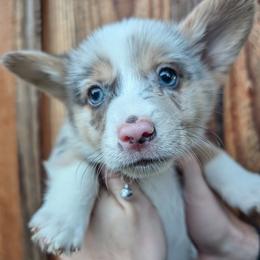 Dilute Blue Merle Male - Blue merle and white male Cardigan Welsh Corgi puppy in Chehalis, Washington from Triple B Corgis