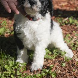 Poodle Puppies from Timberlea kennels