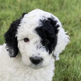 Poodles from Cactus Creek Poodles