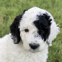 Poodles from Cactus Creek Poodles