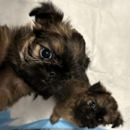 Brussels Griffons from Brenda's Griffs