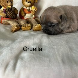Cruella - Blue fawn female French Bulldog puppy in Jacksonville, North Carolina from Southern Comfort French Bulldogs