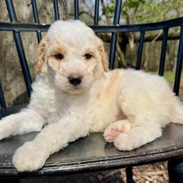 Chocolate Chip - Parti male Pyredoodle puppy in Bowling Green, Ohio from FDF Pyredoodles & Bernedoodles