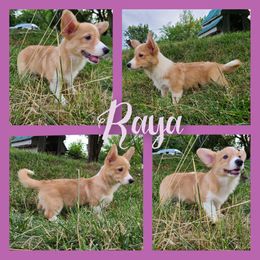 Raya - Pembroke Welsh Corgi puppy in Bates City, Missouri from Penny Lane Corgis