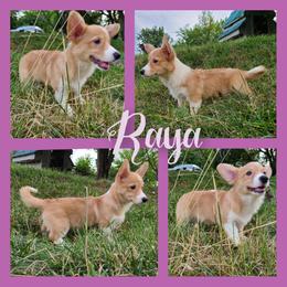 Raya - Pembroke Welsh Corgi puppy in Bates City, Missouri from Penny Lane Corgis
