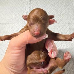 Avery - Apricot female Poodle puppy in Oak Lawn, Illinois from Pawfect Pets
