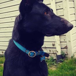 German Shepherds from Vetters Canine