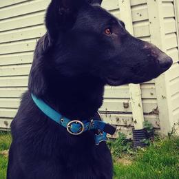 German Shepherds from Vetters Canine
