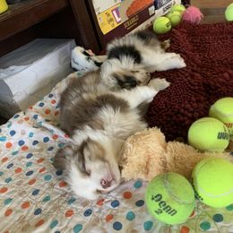 Toy Australian Shepherd Puppies from Desert Fox Aussies