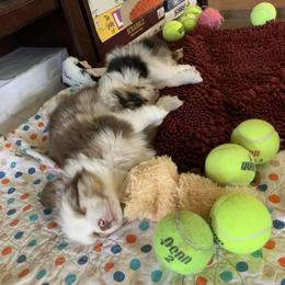 Toy Australian Shepherd Puppies from Desert Fox Aussies