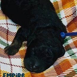 Empire - Black male Goldendoodle puppy in Beecher, Illinois from Erica’s Doodles