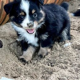Miniature Australian Shepherd and Toy Australian Shepherd Puppies from Kickapoo Creek Toy & Mini Aussies