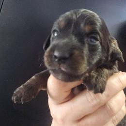 Vesi - Black and tan female Dachshund puppy in Bigfork, Minnesota from Long Ears and Long Dogs Ranch