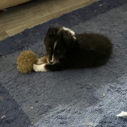 Shetland Sheepdog Puppies from Seascape Shetland Sheepdogs
