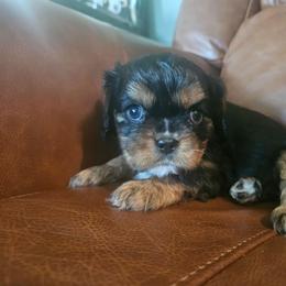 Cream - Black and tan female Cavalier King Charles Spaniel puppy in Caledonia, Michigan from Magnolia Acres