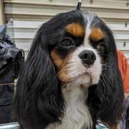 Elmar - Cavalier King Charles Spaniel