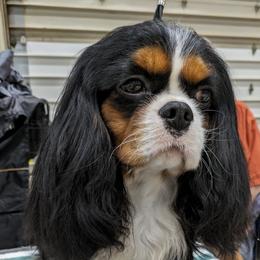 Elmar - Cavalier King Charles Spaniel