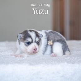 Yuzu - Blue female Pomsky puppy in San Mateo, California from The Pomsky Garden