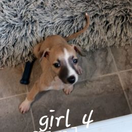 Girl 4 - Red female Whippet puppy in Virginia from RAJOPA WHIPPETS