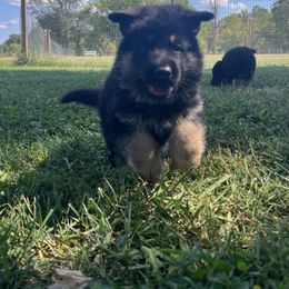 German Shepherd Puppies from Aus Gerstbrei German Shepherds