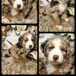 #1 Scout, RMM - Red merle Australian Shepherd puppy in Huntington, Texas from JKKJ Farms