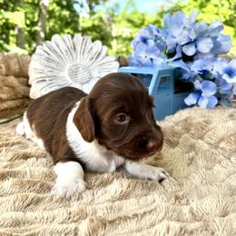 Huckleberry AKC - Piebald male Dachshund puppy in Hendersonville, North Carolina from Snarky Doxy Miniature Dachshunds