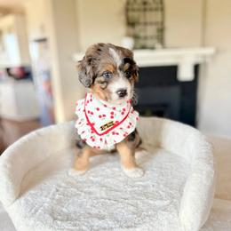 Silas - Blue merle male Bernedoodle puppy in Buda, Illinois from Hamilton Farm Doodles