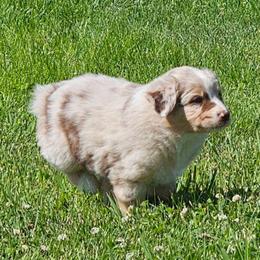 Mr. Herman Brudonelle - Red merle male Australian Shepherd puppy in Powell, Wyoming from Waterworth Australian Shepherds