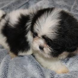 Walter - Black and white male Shih Tzu puppy in Tampa, Florida from Fancy Shih Tzus Florida