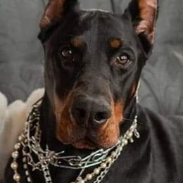 Doberman Pinscher All Grown Up from Ozark Mountain Royal Doberman