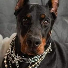 Doberman Pinscher All Grown Up from Ozark Mountain Royal Doberman