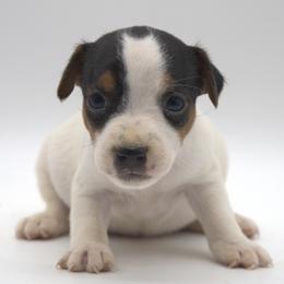Maddie - Tri-color female Jack Russell Terrier puppy in Menifee, California from Wendover Terriers